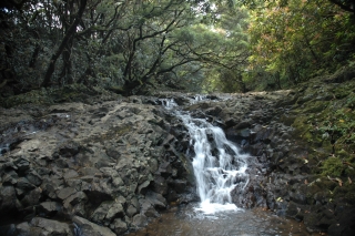 One of Maui's Waterfalls