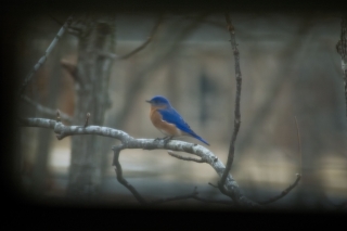 Blue Bird